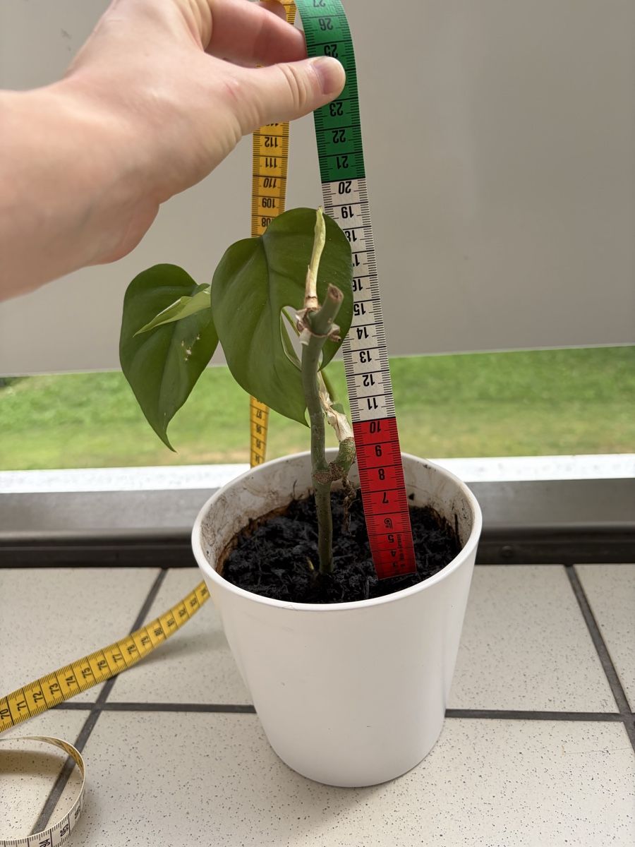 Pflanzen & Samen: Monstera 20 cm – Neu (gemäss Beschreibung) aus Zürich von nat_k 1