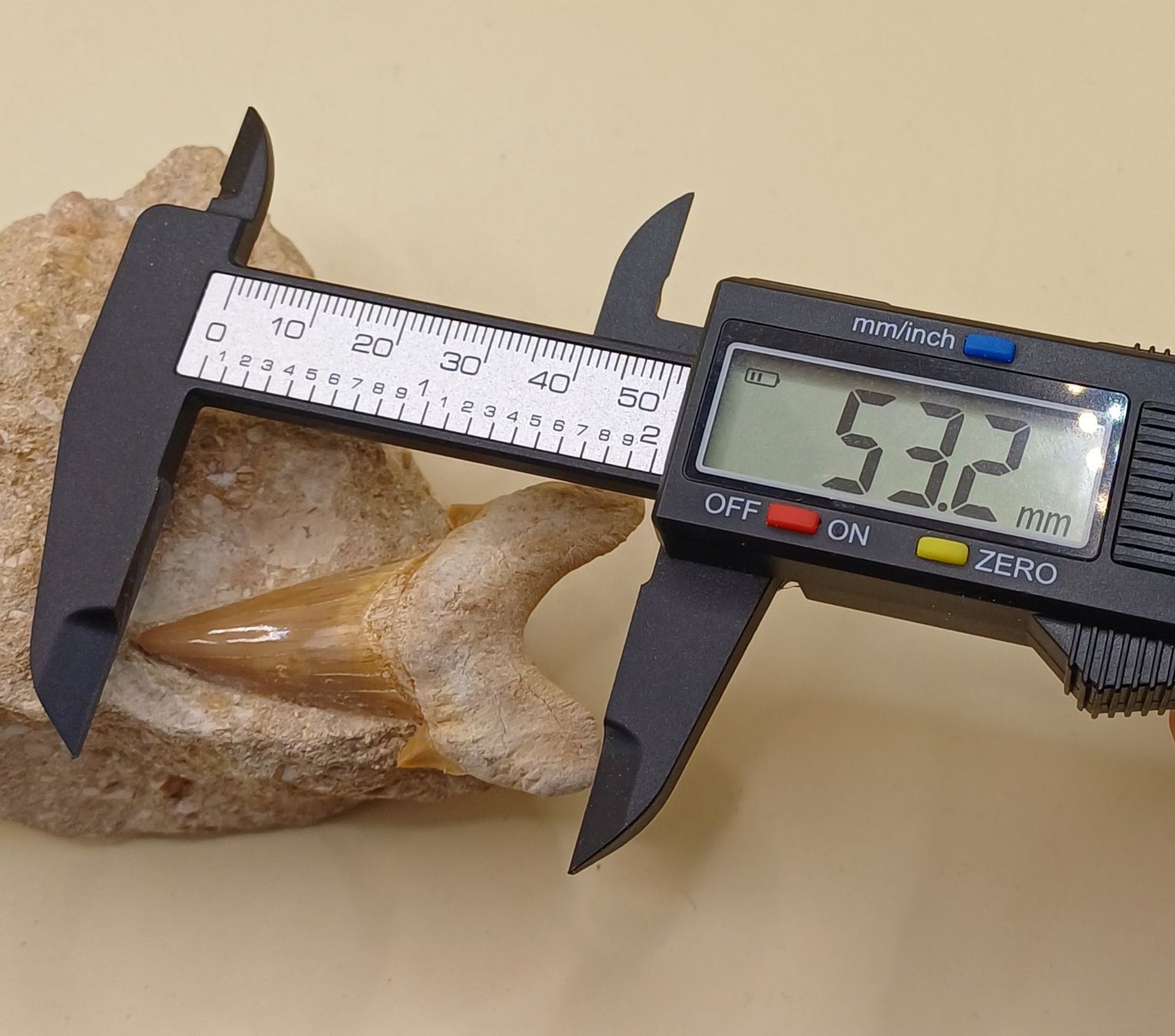 Fossili: Fossiler HAIFISCH ZAHN auf Matrix – Usato da Brittnau venduto da simionius 4