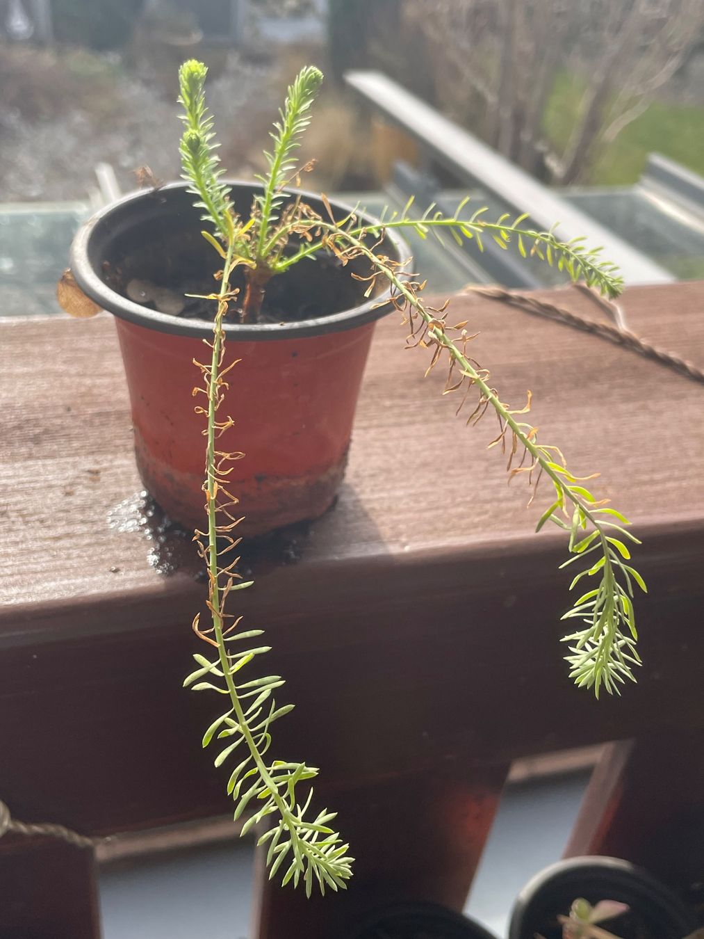 Piante & sementi: LINUM AUSTRIACUM - BLAUE STAUDEN - LEIN - HELLBLAU/BLAU – Nuovo (secondo la descrizione) da Buchs AG venduto da fischli610 9