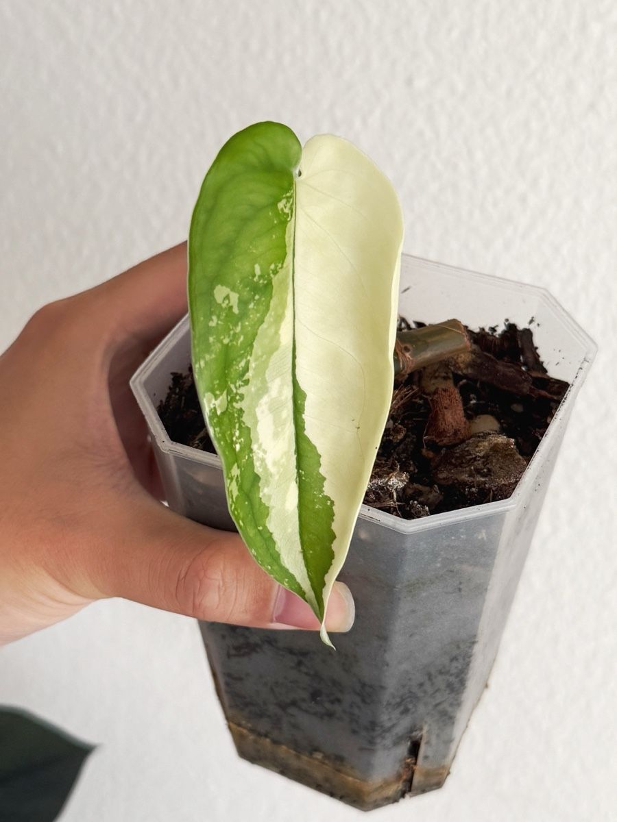 Piante & sementi: Syngonium Chiapense Variegated #1 – Nuovo (secondo la descrizione) da Bern venduto da Lucas_Ma