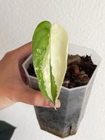 Syngonium Chiapense Variegated #1
