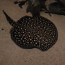 Profile image of stingray68