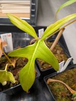 Philodendron Glad Hands Beauty