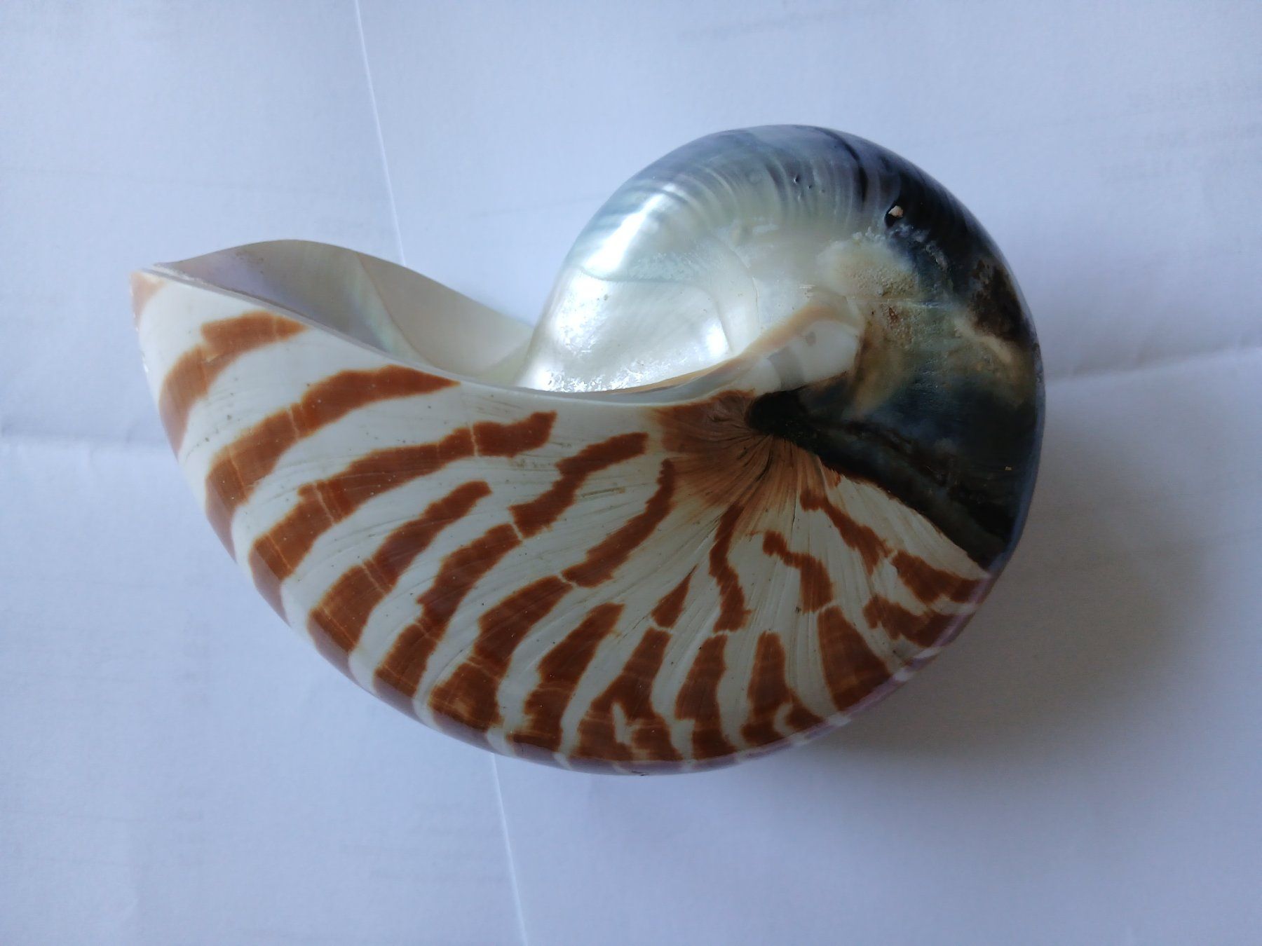 Tutte le decorazioni: Nautilus Muschel – Usato da Zürich venduto da Mephisto87 1