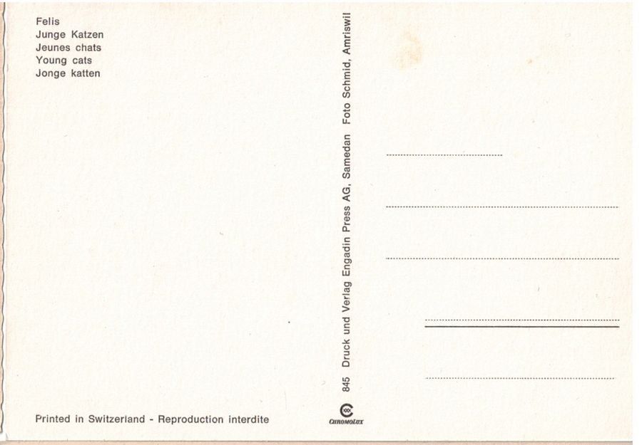 Cartoline postali: Zwei Kätzchen im Korb, geschätzt 1975 – Usato da Frauenfeld venduto da POML 1