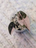 Alocasia Chantrieri Pink Variegata