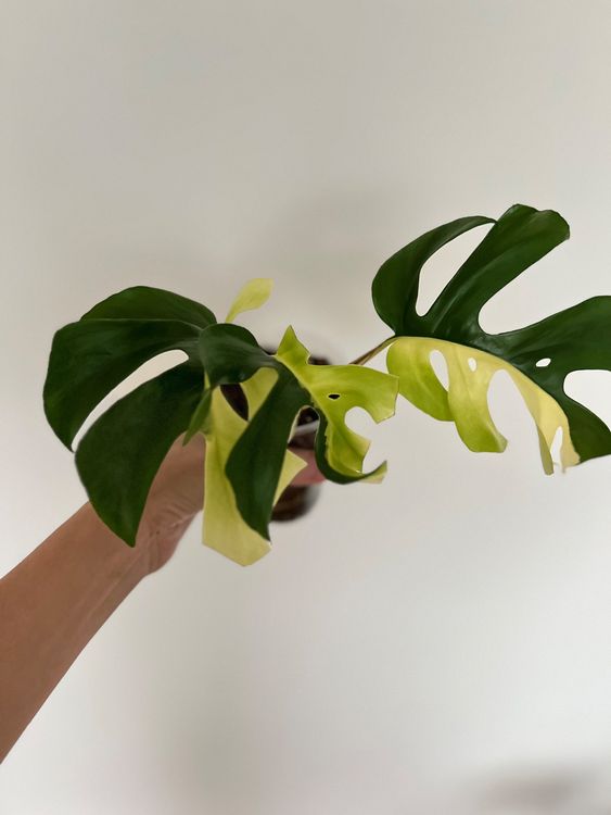 Monstera Minima Variegata (Gebraucht) in Glattpark(Opfikon) fr CHF 49   nur Abholung auf Ricardo kaufen