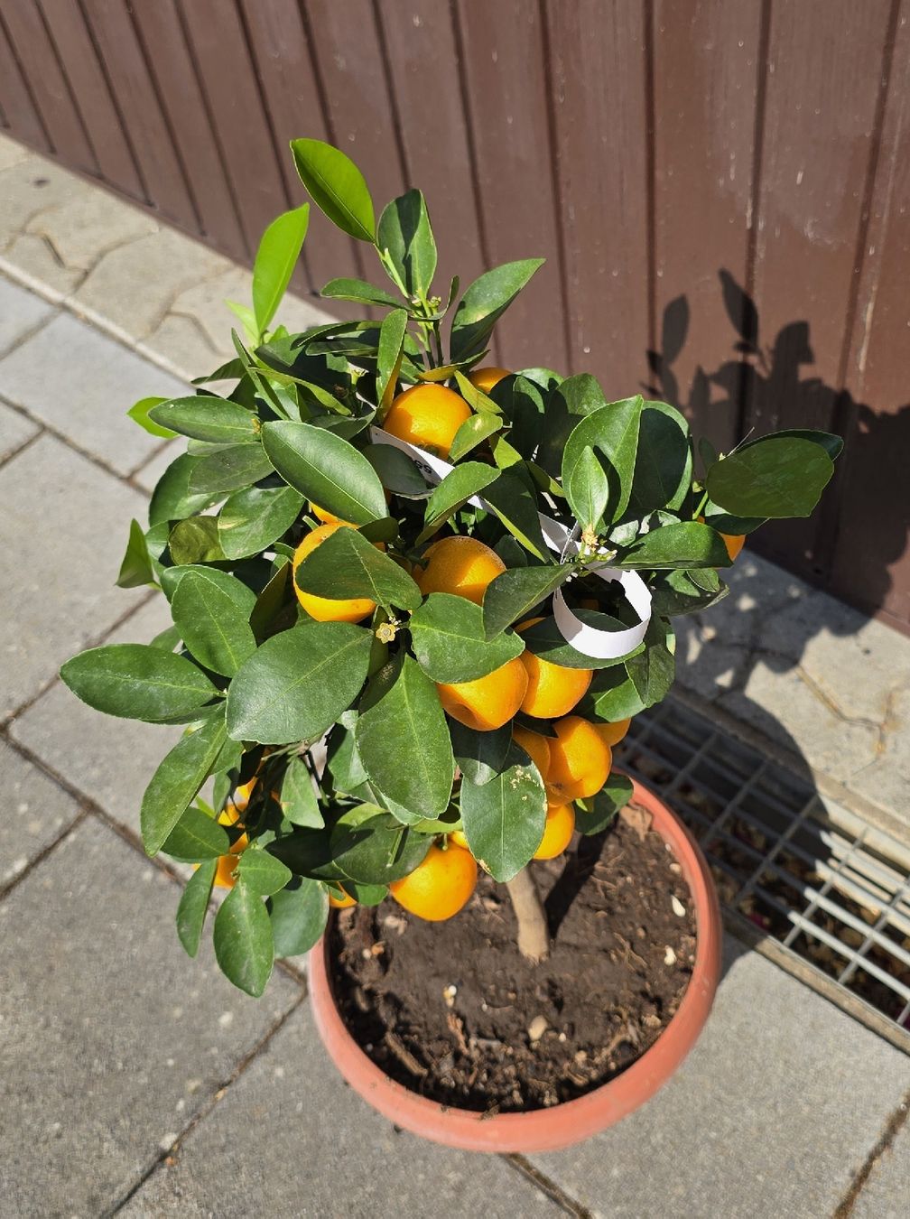 Piante & sementi: Wunderschönes Calamondin-bäumchen  – Nuovo (secondo la descrizione) da Aarburg venduto da popkorn65 2
