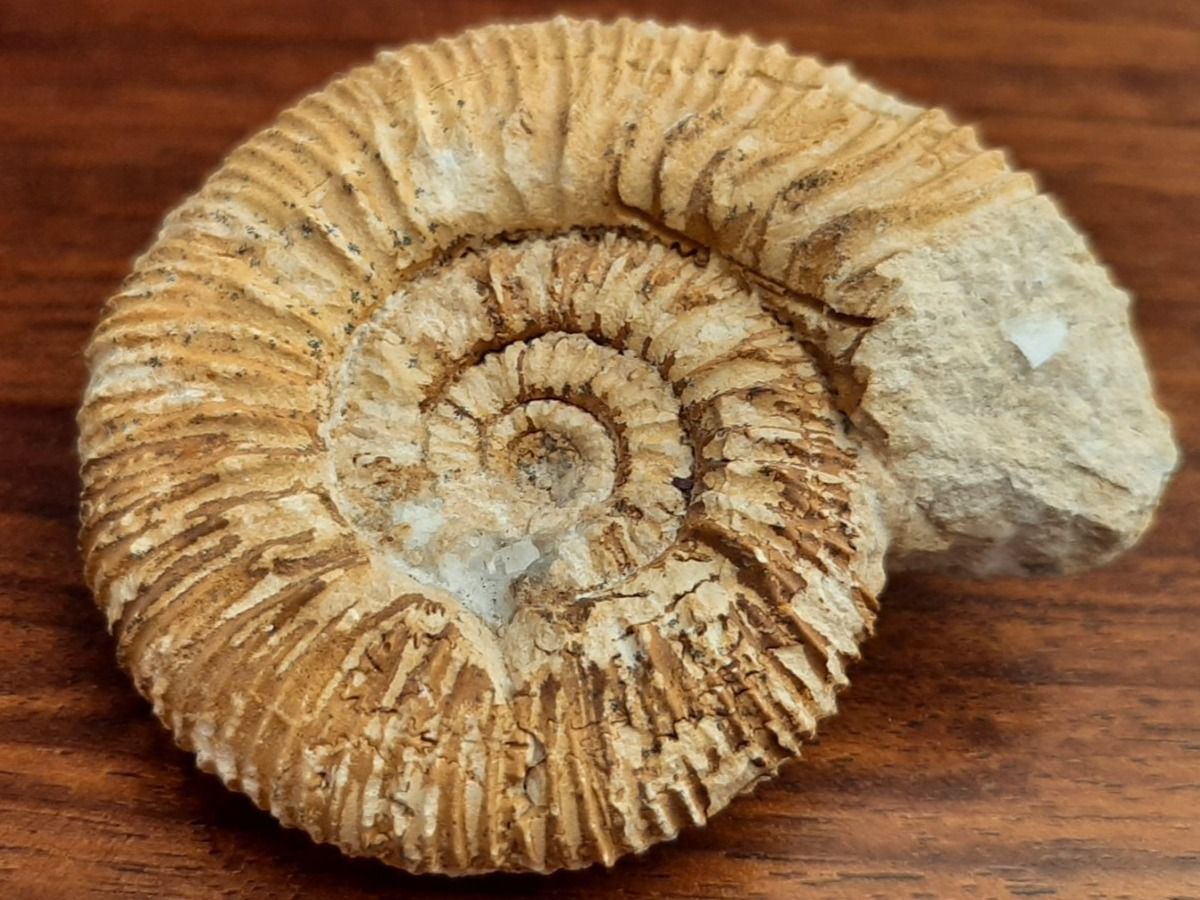 Fossili: "kranker" Ammonit Frankreich – Usato da Rickenbach BL venduto da Oktober68