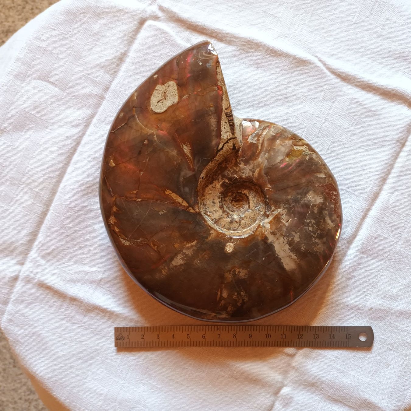 Fossili: Ammonit Fossil – Usato da Bäretswil venduto da ricoric 4