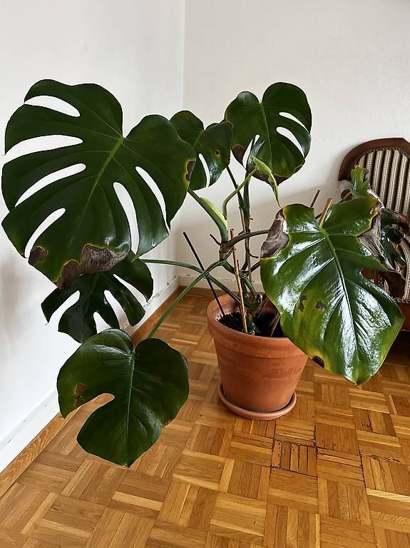 Pflanzen & Samen: Grosse Monstera – Gebraucht aus Basel von sar_2frb 3