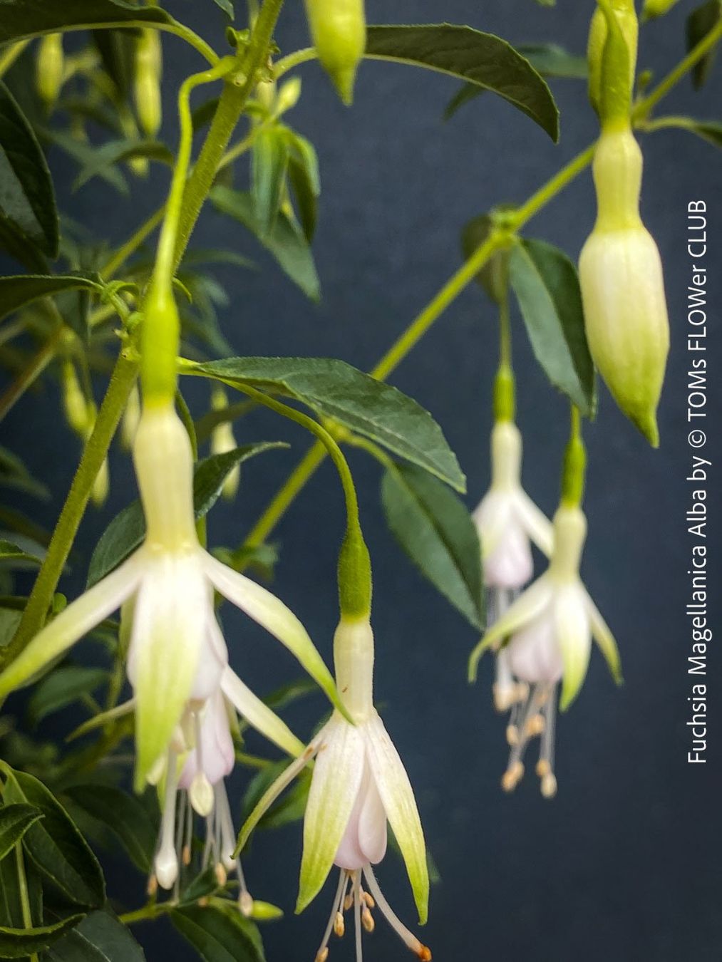 Piante & sementi: Fuchsia Magellanica Alba oder Arauco - winterharte Sorten – Usato da Adliswil venduto da asTOMas963 6