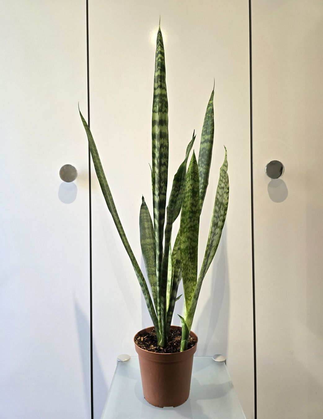Piante & sementi: Pflanze Sansevieria / Bogenhanf 82 cm – Usato da Oetwil an der Limmat venduto da dhantal 4