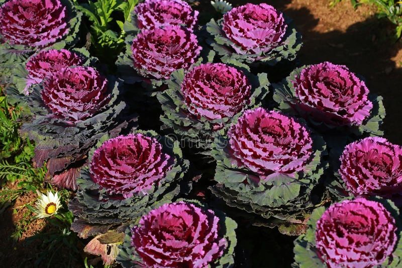 Piante & sementi: 40 Samen RED PIGEON Zierkohl – Nuovo (secondo la descrizione) da Ehrendingen venduto da VerveinaSamen 8