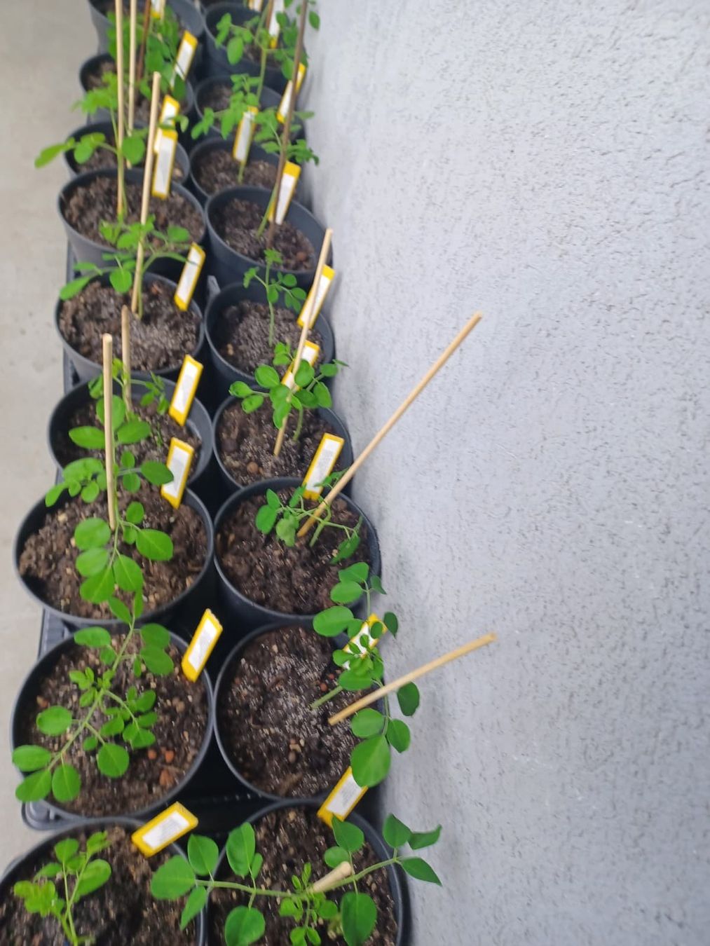 Plantes & graines: Moringa oleifera Baum - Exklusive in der Schweiz – Neuf avec emballage d'origine à Luzern par ivo_schild 6