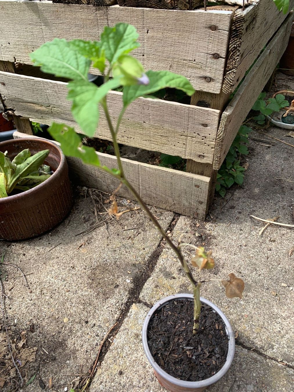 Pflanzen & Samen: GIFTBEERE (Nicandra physalodes) Pflanze – Neu (gemäss Beschreibung) aus Hinteregg von ERFOLG78 2