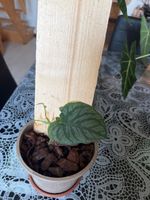 Monstera dubia - pianta rampicante rara