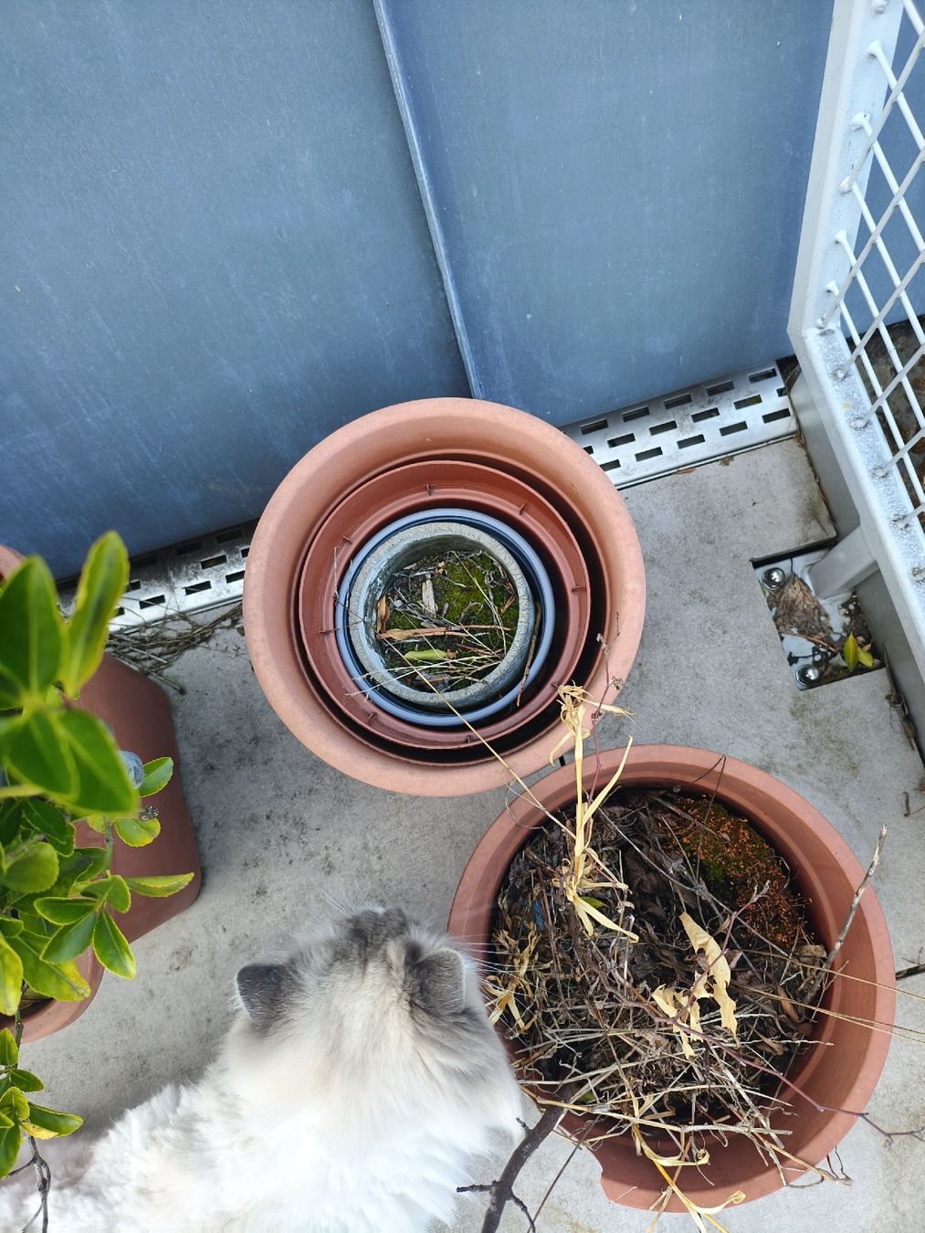 Growbox Altro: Garden Pots - Assorted Sizes - Great for Spring Planting! – Usato da Zürich venduto da yul_7ccq 3