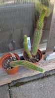Kaktus Hildewintera hybr. Ableger 1 Blüte rot 1 Blüte weiss