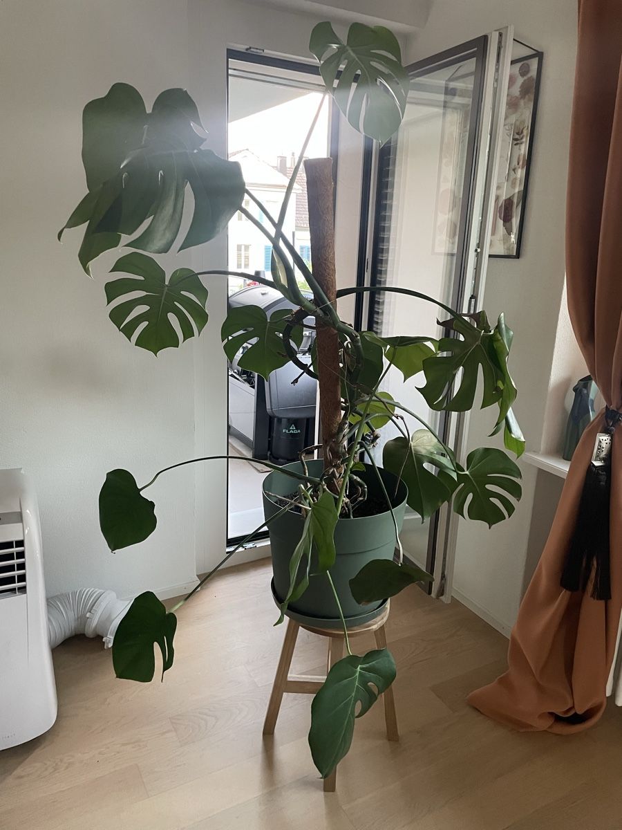 Piante & sementi: Monstera Deliciosa Plant  – Usato da Rüschlikon venduto da IDOULA 1