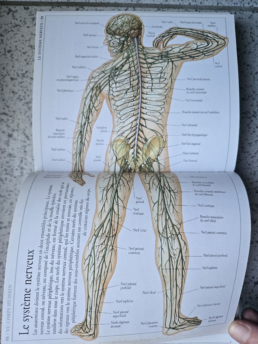 Libri: mini livre d'anatomie – Usato da Montet (Broye) venduto da CandiceD 3