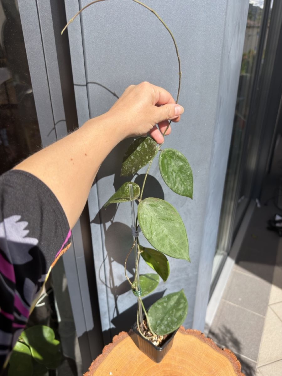 Piante & sementi: Hoya sangguensis – Nuovo (secondo la descrizione) da Buchrain venduto da Stetoscop