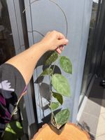 Hoya sangguensis