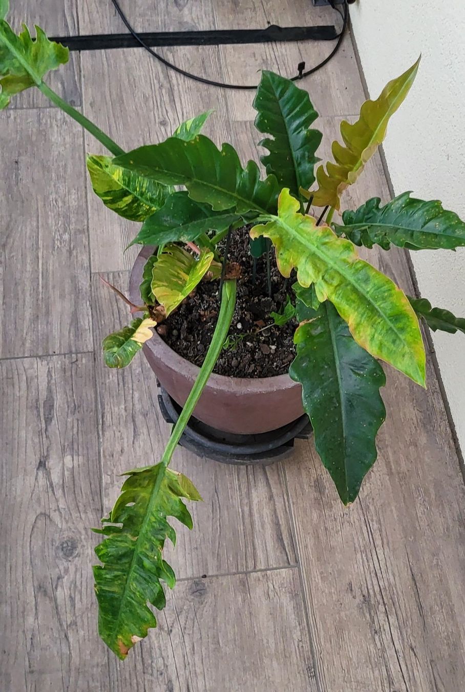 Piante & sementi: 2 im einem Philodendron ring of fire – Usato da islikon venduto da mir_8cbw 2
