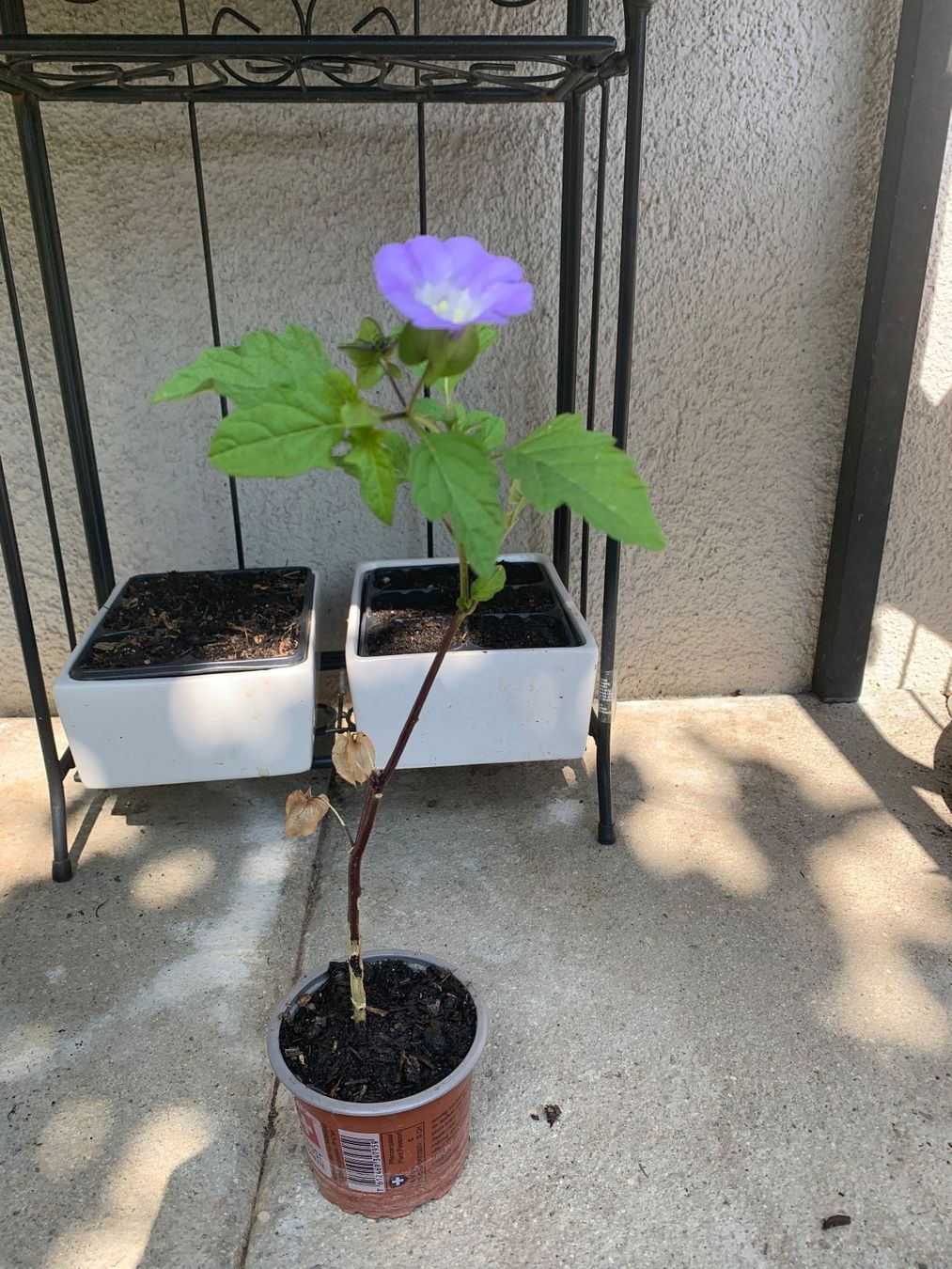 Piante & sementi: GIFTBEERE (Nicandra physalodes) Pflanze – Nuovo (secondo la descrizione) da Hinteregg venduto da ERFOLG78 2