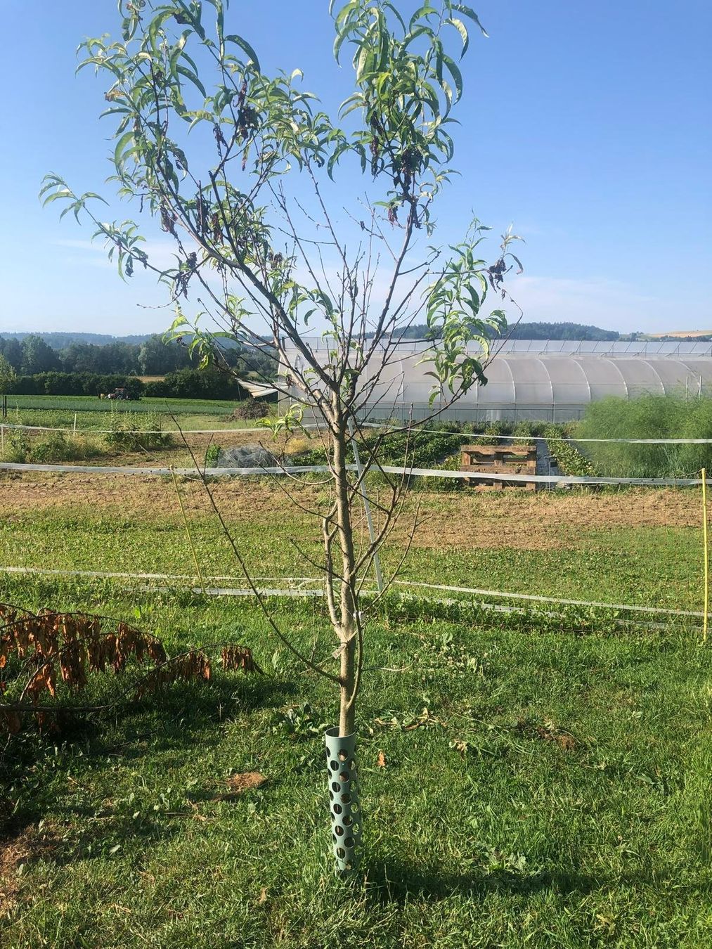 Piante & sementi: Pfirsichbaum Red Haven – Usato da Steinmaur venduto da Smarties543