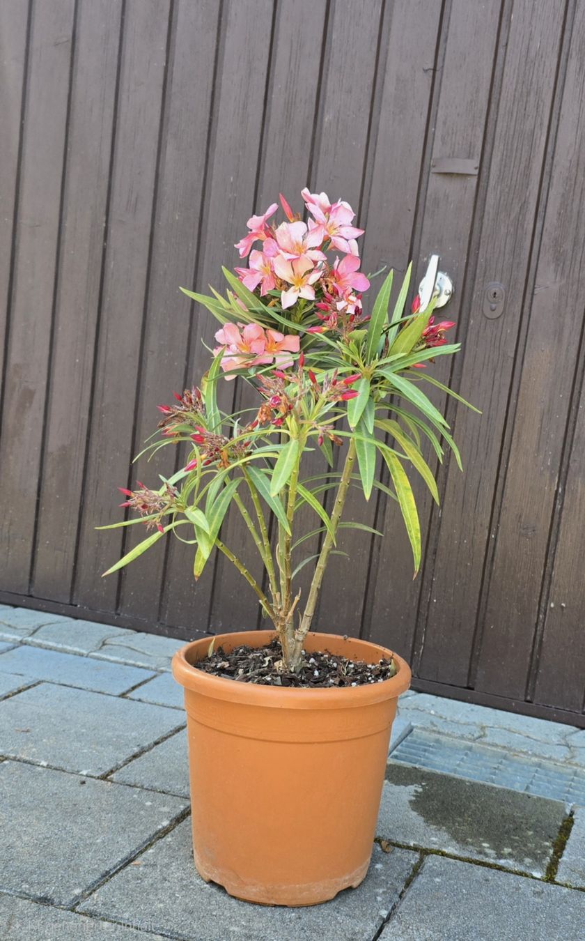 Piante & sementi: Oleander blühend  ☀️ – Usato da Aarburg venduto da popkorn65 2