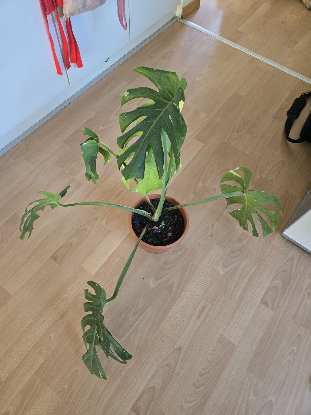 Piante & sementi: Thai Monstera Constellation – Usato da Biberist venduto da Giveme