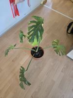 Thai Monstera Constellation