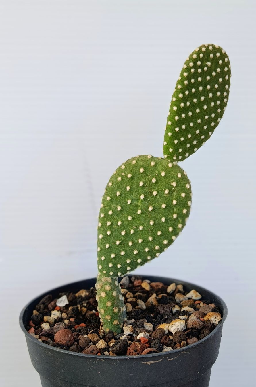 Piante & sementi: Opuntia microdasys – Usato da Comano venduto da che_8lc2