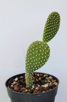 Opuntia microdasys