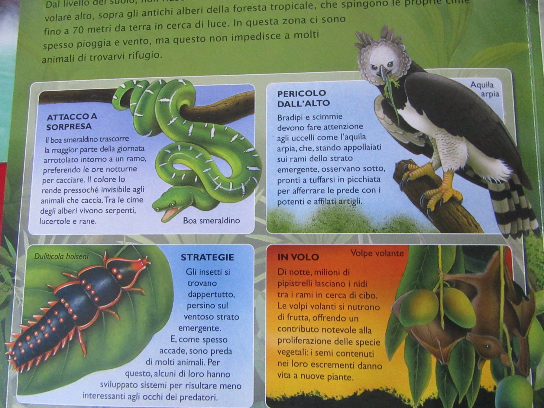Libri: Pop - Up Buch " Foreste Tropicali " – Usato da Rüdtligen venduto da Carfield04 4