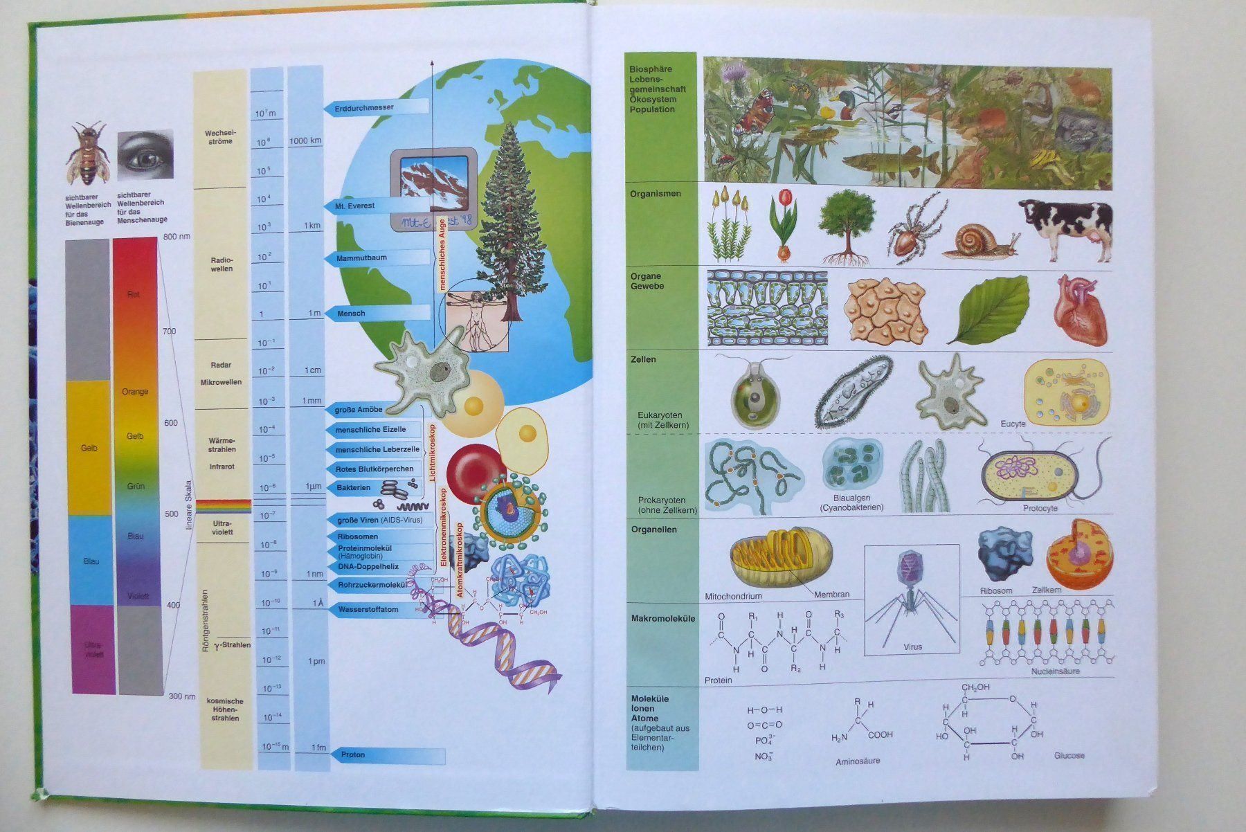 Libri: LINDER Biologie - Klassiker – Usato da Wettingen venduto da tonia3 2