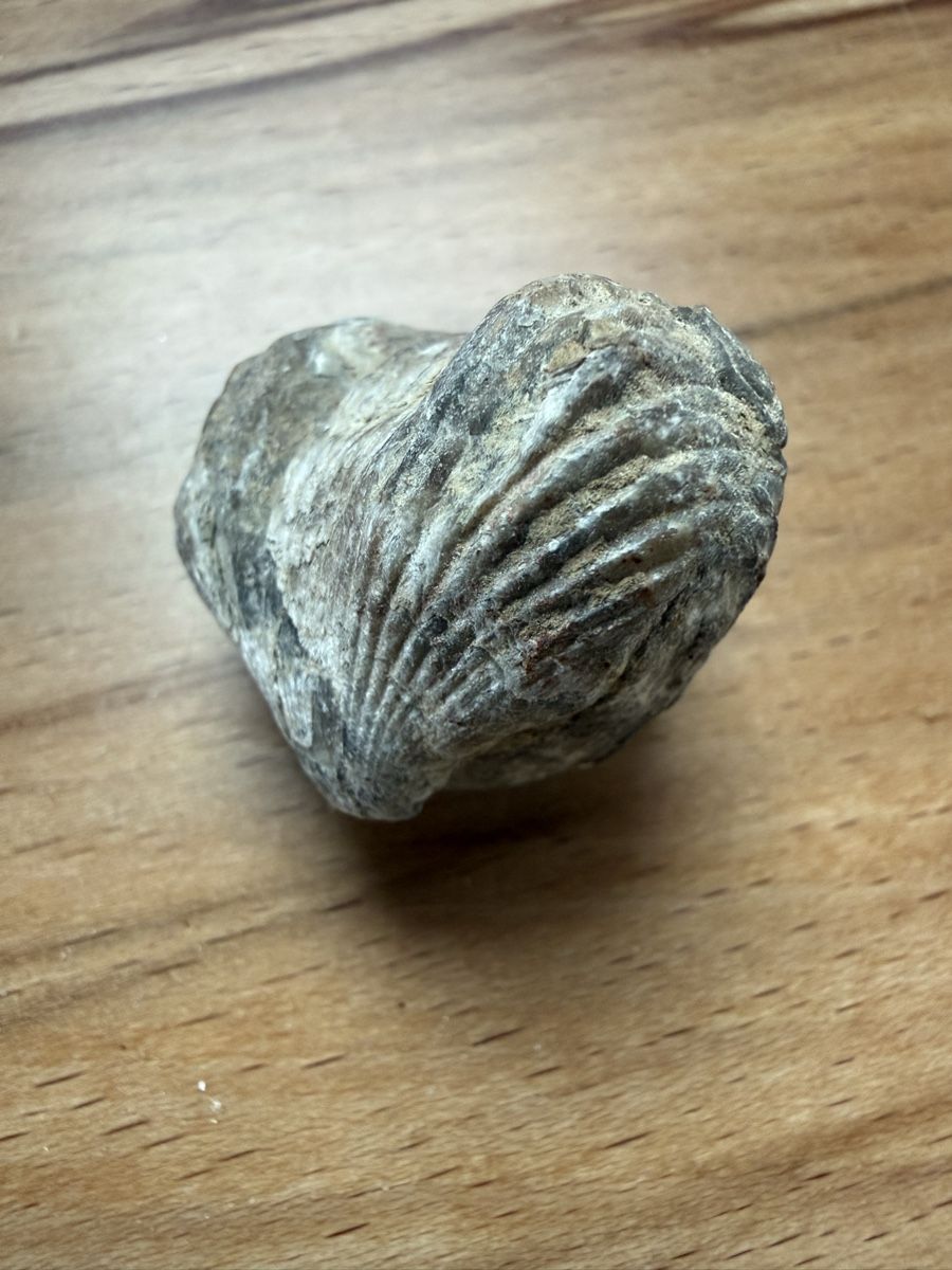 Fossili: fossiler Brachiopode – Usato da Grenchen venduto da Bastet007 1
