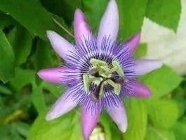 Passiflora violacea ! RARE ! 15g
