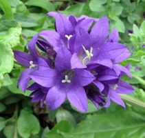 Knäuel-Glockenblume - Campanula glomerata  - 250 Samen