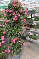 Dipladenien Säule rosa