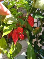 Carolina Reaper Chili Samen 20 Stück