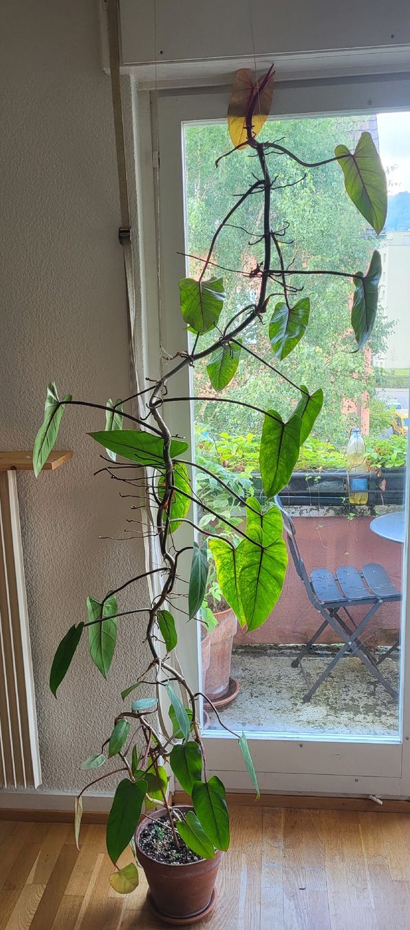 prince of orange philodendron Philodendron, Prince of Orange 10