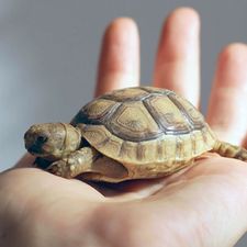 Profile image of Fturtle