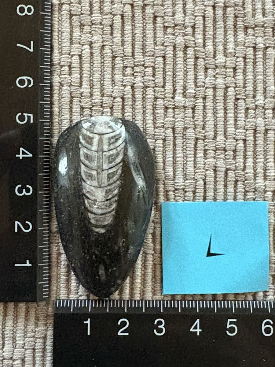 Fossilien: Orthoceras versteinert – Gebraucht aus Rümlang von euqinom16