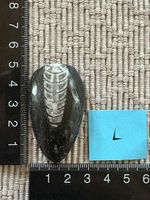 Orthoceras versteinert
