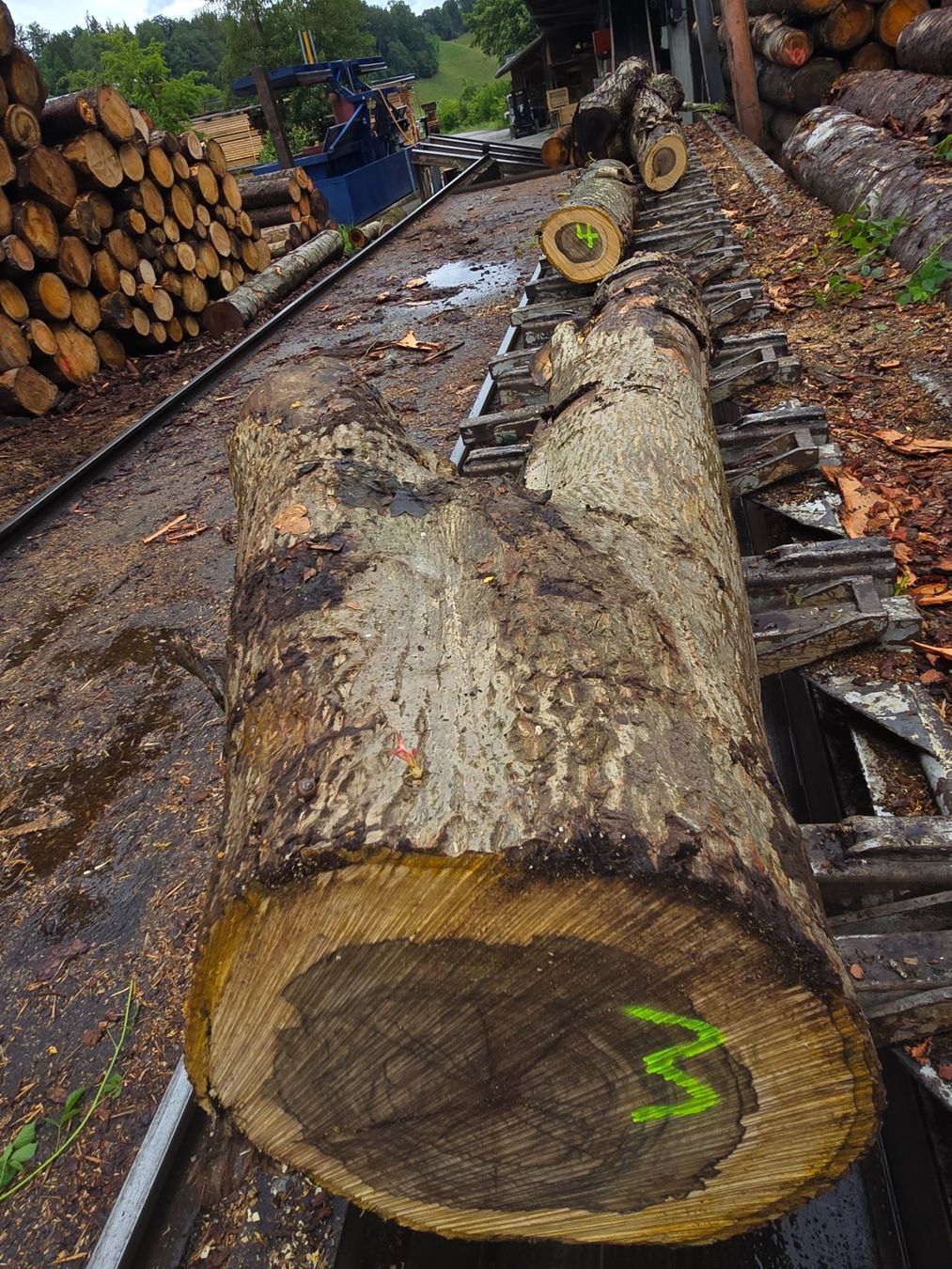 Articoli in legno: Nussbaumstamm Nr.3 – Nuovo (secondo la descrizione) da Ramsei venduto da Waelchris