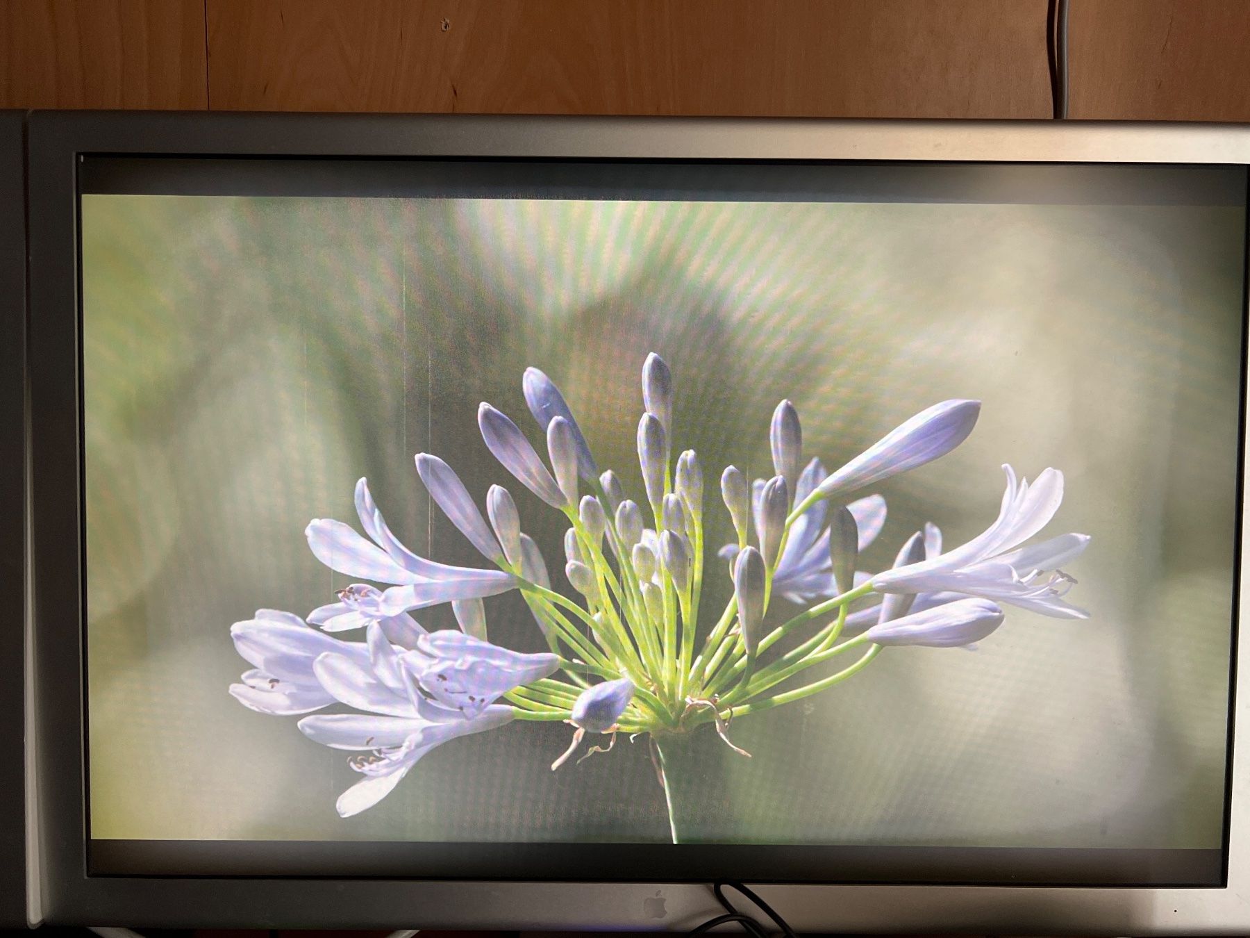 Apple Monitor: Apple Cinema HD Display 23", DEFEKT PANEL BLUR! – Difettoso da Mülligen venduto da vagos85 3