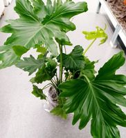 Dekorative grüne Pflanze 50-60 cm PHILODENDRON🌿  Plante ver
