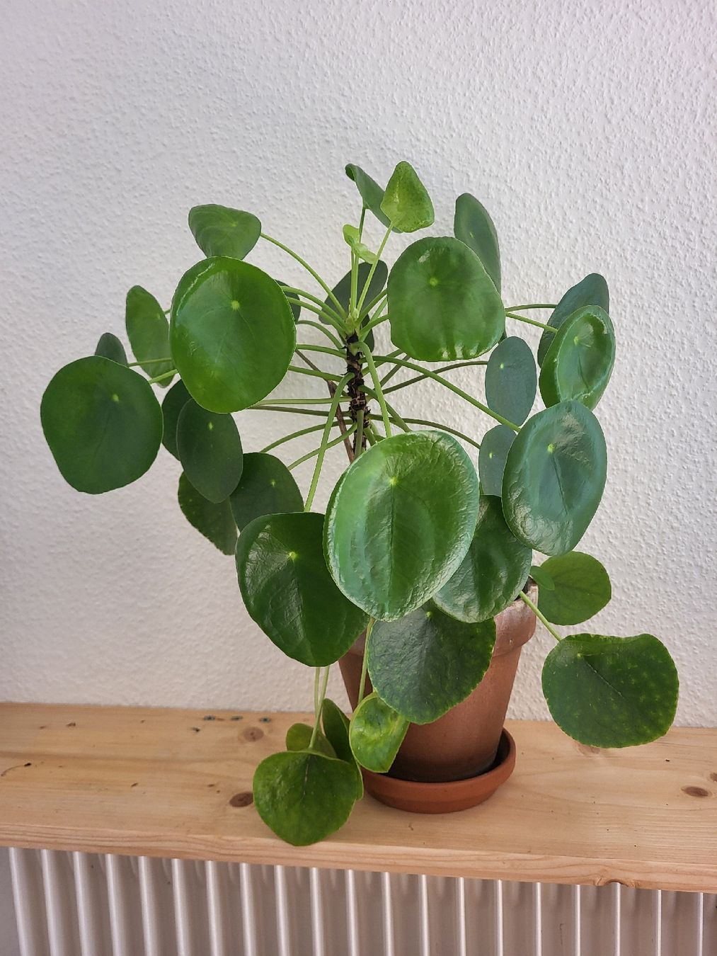 Piante & sementi: Hübsche Pilea ufopflanz – Nuovo (secondo la descrizione) da Zürich venduto da sahaara01 3